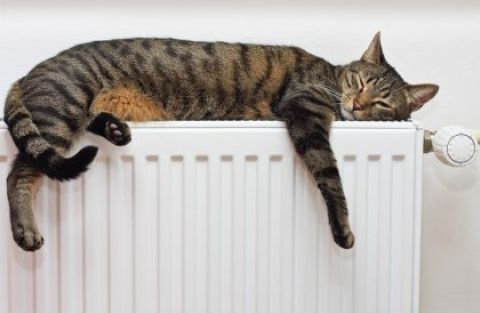 1594120891_depositphotos_36379237-stock-photo-cat-relaxing-on-radiator.jpg