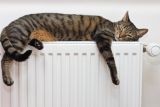 1594120891_depositphotos_36379237-stock-photo-cat-relaxing-on-radiator.jpg